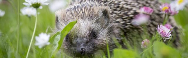 Nova studija pokazuje da ježevi čuju ultrazvuk, moguće dizajniranje uređaja za njihovu zaštitu