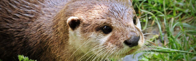 Vidra ubica zaskočila ženu iz zasede, čuo se strašan zvuk iz grmlja: “Mislili smo da su slatke” (VIDEO)