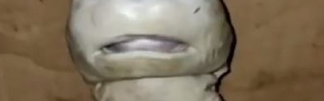 Pronađena beba mutant morskog psa sa ljudskim licem!