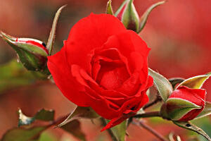 Остало је још мало времена да засадите или орежете руже