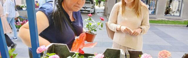 Danijela Tomić iz Zumna sa svojom porodicom tokom cele godine proizvodi cveće u 14 plastenika
