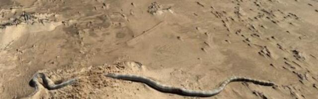 Najezda otrovnih zmija na popularnom letovalištu! Stručnjaci u šoku, nije im ni vreme ni mesto, a njih nikad više