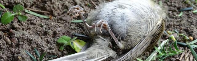 "Tradicionalno" bacanje petardi i druga pirotehnika svake godine ubiju hiljade životinja