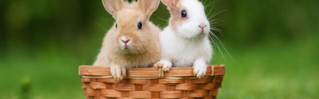 Zeke nisu igračke za decu: Ovo su razlozi zbog kojih zahtevaju ozbiljnu posvećenost i razumevanje