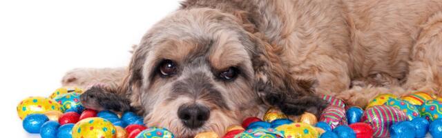 Uskrs može postati najtužniji dan za vlasnike ljubimaca: Ne dozvolite da im OVA ISKUŠENJA padnu u šape!