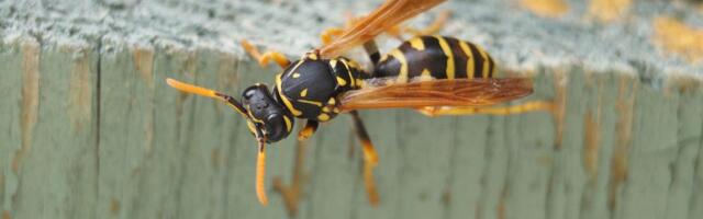 Kako ćete se najbrže rešiti osica: Više mi ne dolaze na terasu, a potrebno vam je samo 3 sastojka