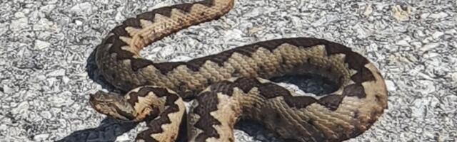 Zmije otrovnice primećene u blizini osnovne škole u Bijeljini: "Sada su mnogo aktivne i uznemirene"