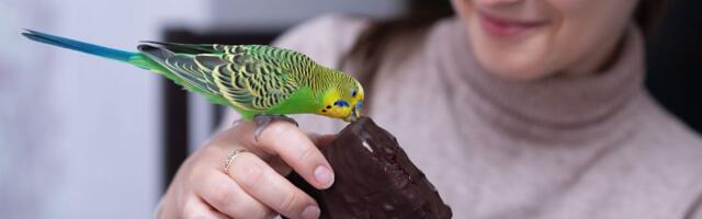 I najmanji zalogaj čokolade poguban za ptice: Uz kobno neznanje, kratko vreme za reagovanje i spasavanje