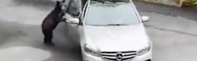 UZNEMIRUJUĆI SNIMAK Iz automobila bezbrižno hranio mečku sa mladuncem: A onda je usledio munjevit napad