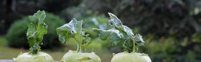 KELERABA JE NEVEROVATAN IZVOR ZDRAVLJA I ENERGIJE! Smanjuje holesterol i snižava pritisak!