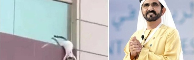 Vladar Dubaija nagradio ljude koji su spasili mačku