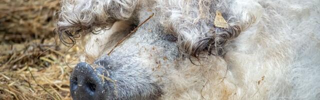 Subvencije za čuvare tradicije: Stižu podsticaji za očuvanje autohtonih rasa domaćih životinja