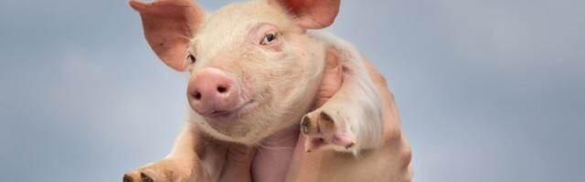 Ministar poljoprivrede otkrio DUGO ČUVANU TAJNU: Mnogo koljemo prasiće