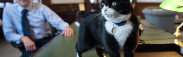 Mačak penzionisani diplomata preminuo na Bermudima