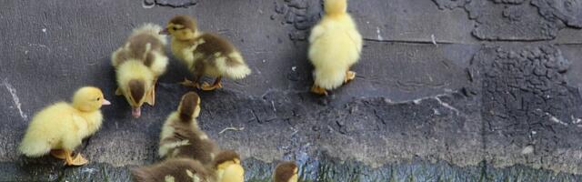 Novosađani, iskoristite vikend: Biće sunčano i toplo, od nedelje će biti kiše i malo svežije