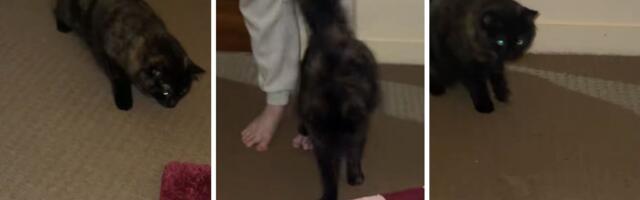 Kad neko NE PODNOSI PRUGE: Nova prostirka mački uterala strah u kosti, ne sme ni da uđe u kupatilo