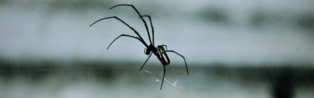 Механичару из Русије паук помогао да освоји више од 600.000 евра на лутрији