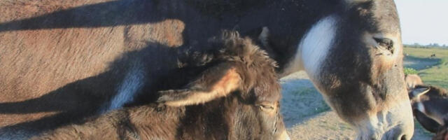 MONSTRUMI IZ DONJE RAČE Jahali malo magare dok nije uginulo, pa sve snimali za društvene mreže!