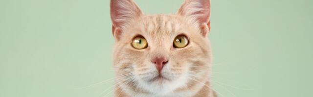 Ovaj mačak je skroz običan, ali vlasnike košta više od novog motocikla: Evo zašto Kobi vredi 21.000 funti!