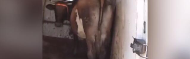 Hit na Jadranu! Turista nije imao gde sa kravom pa poveo i nju na more: "Ide i ona da se kupa"