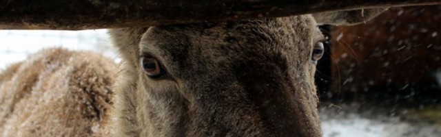 Ulazi jelen u kafanu i naručuje...