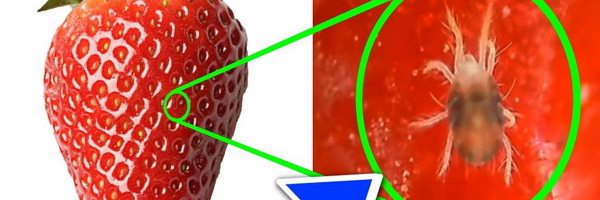 Posle ovog više nikada nećete jesti jagode