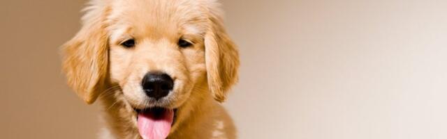 Maleni pas nasmejao milione: Njegovi izrazi lica zapalili mreže - ništa slađe niste videli (VIDEO)