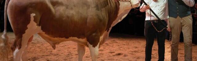 Mladi bik prodat za čak 146.000 evra!