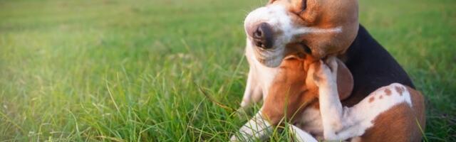 Ima li vaš ljubimac buve? Veterinar otkrio genijalan TRIK (VIDEO)