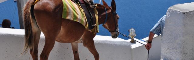 Santorni uveo nova pravila za turiste, prevoz magarcima neće više biti dostupan svima