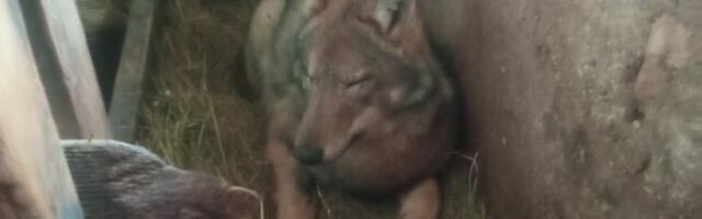 Šok prizor: Radnici oči u oči sa zverkom (FOTO)