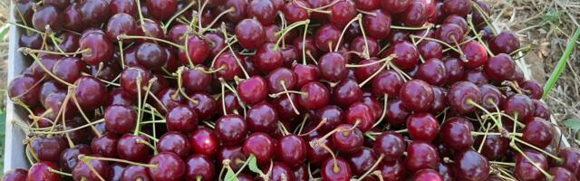 Odobrena nova pomoć hladnjačarima za isplatu maline i višnje