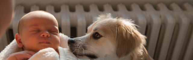 UZELI SU PSA IZ AZILA I DONELI GA KUĆI KOD BEBE OD 2 MESECA: Jedne noći ih je probudilo zavijanje, majka je uletela u sobu i PRETRNULA od straha kad je ugledala ćerku! (VIDEO)