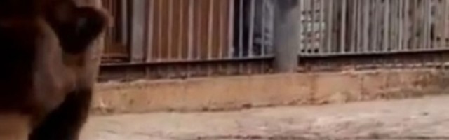 Sibirski medved predvideo ko je budući predsednik SAD