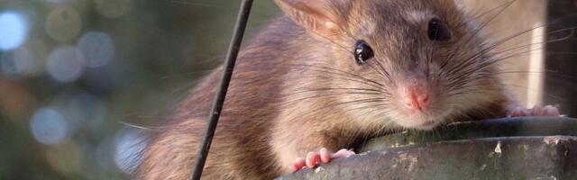 Stres čini pacove ljubiteljima kanabisa, pokazuje nova studija