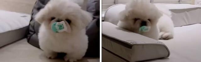 Pas ne može da zaspi bez cucle i budi se presrećan: Ovakvo čudo iz komšiluka još niste videli