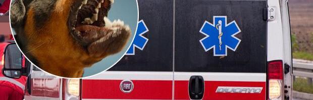 PUZALA DO KUĆE I 3 PUTA GUBILA SVEST, IMALA JE PREKO 100 POVREDA! Ćerka povređene žene za Kurir otkrila detalje napada pasa na Voždovcu, drama trajala 40 minuta