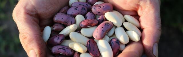 Jedna namirnica čuva jetru bolje nego što mislite: Srbi je obožavaju jer je naša, na kašiku i oporavlja telo