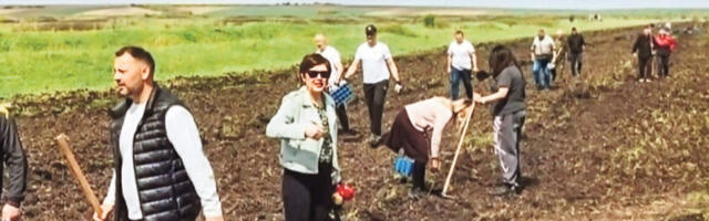 Вршац се брани од кошаве, засађено 9.000 садница дрвећа