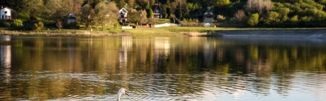 Ovaj RAJ na zemlji nalazi se u Srbiji! Košute preplivavaju jezero, a pored je porodična oaza