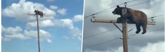 JEZIV SNIMAK MOMENTALNO OBIŠAO PLANETU! Medved se popeo na vrh bandere, cela nacija zvala upomoć, jadna životinja skončala u mukama (VIDEO)