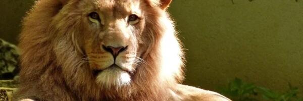 Turisti umalo ostali bež života zbog pokušaja maženja lava