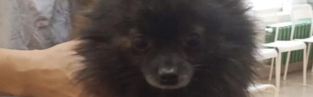 Mala Minka više nije "alat" i pas za torbu: Petogodišnja pomeranka od 2 kg traži dom posle života u mraku