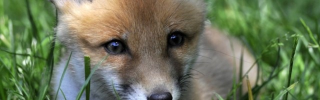 Ide lisica šumom gladna sve gleda gde će naći nešto za jelo...