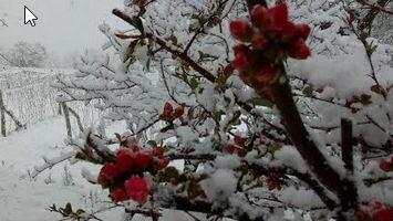 ZIMA U APRILU – SNEG U STUDENICI