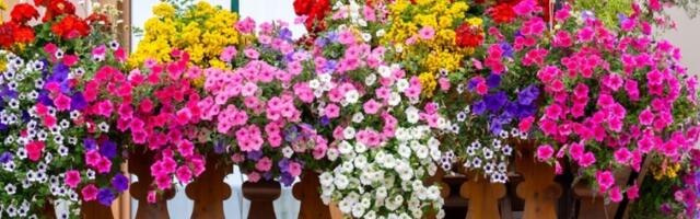 Kako sačuvati biljke od uvenuća dok ste na odmoru?