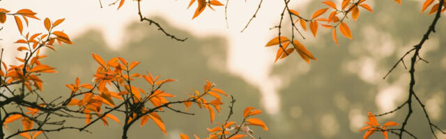 Nakon jutarnje magle, očekuje nas razvedravanje: Ulazimo u malo toplije dane