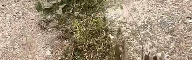 Ovo sredstvo briše korov kao iz šale! Svi ga već imaju u kuhinji, a čine ga samo 3 sastojka