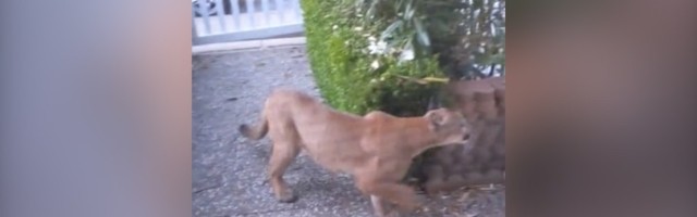 Puma NIOTKUD pikirala decu: Srećom nije pošlo po zlu (VIDEO)