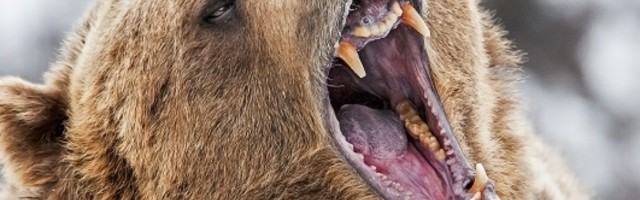 Medved u Poljskoj ušao u toalet i ugrizao ženu za zadnjicu!